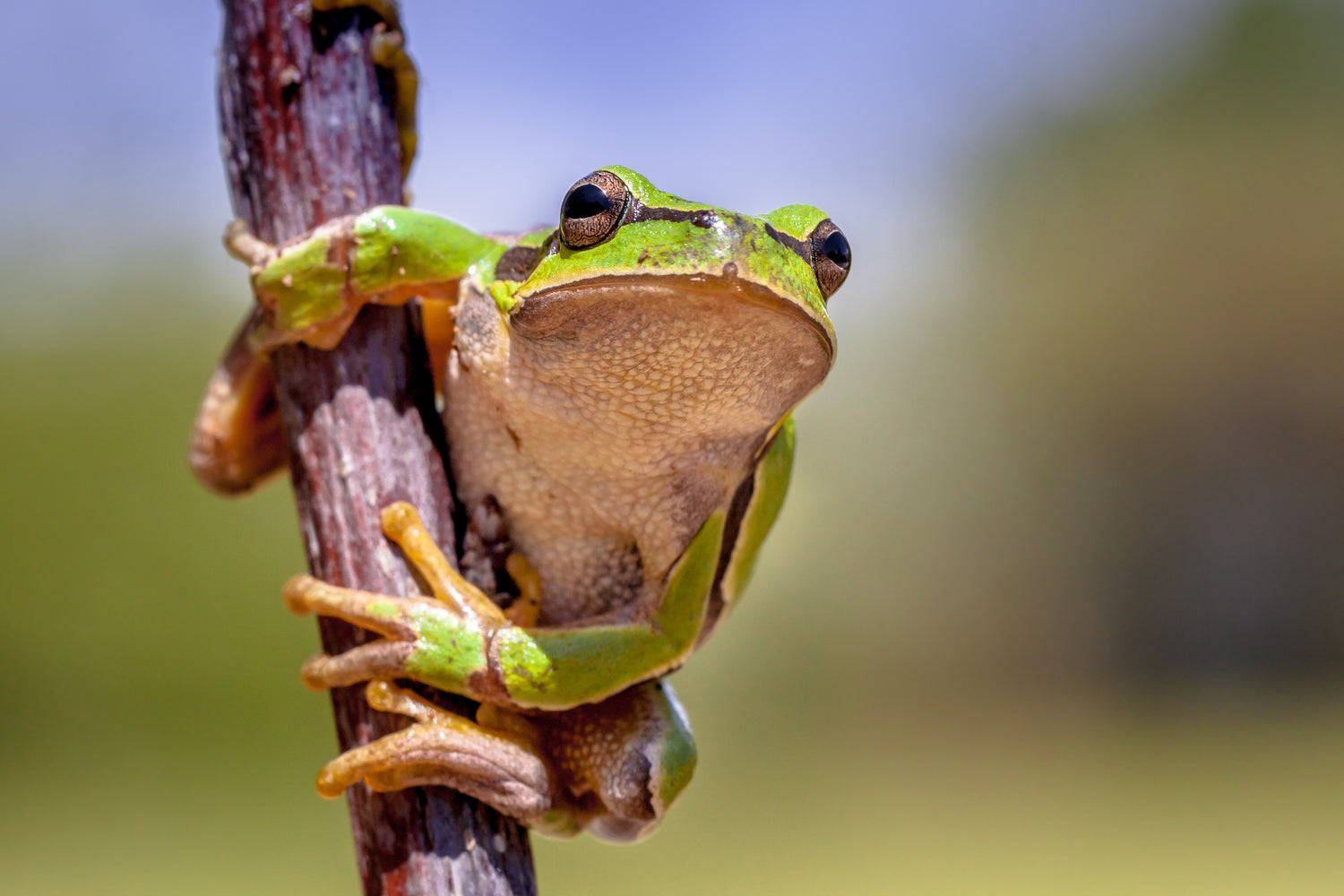 Eat the Frog First: Warum Du unangenehme Aufgaben zuerst umsetzen solltest